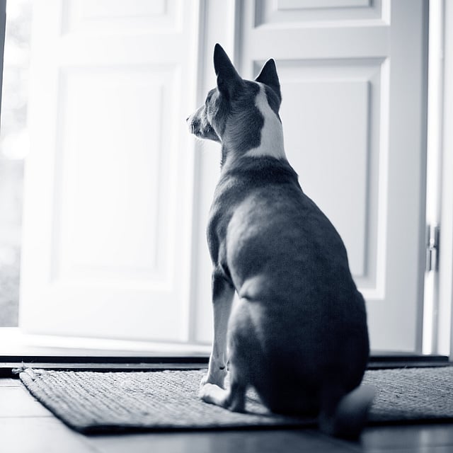 Een hond zittend op een kleed voor een deur.