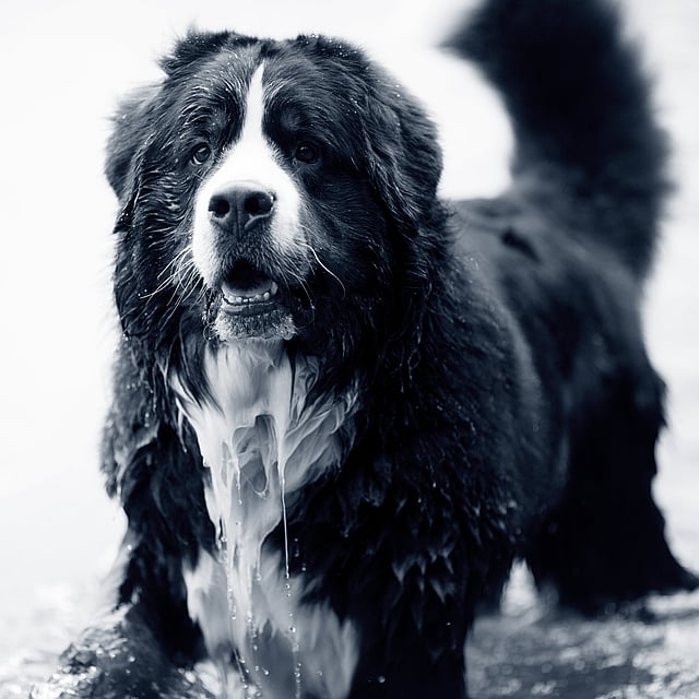 Hond in water