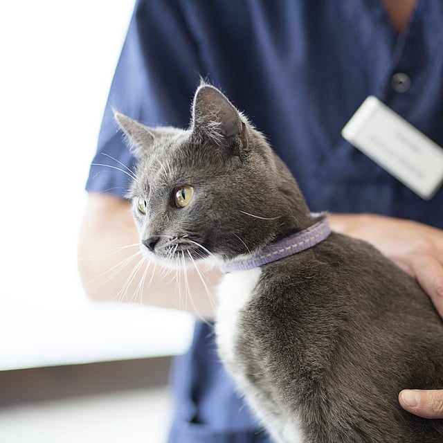 Een persoon die een kat vasthoudt.
