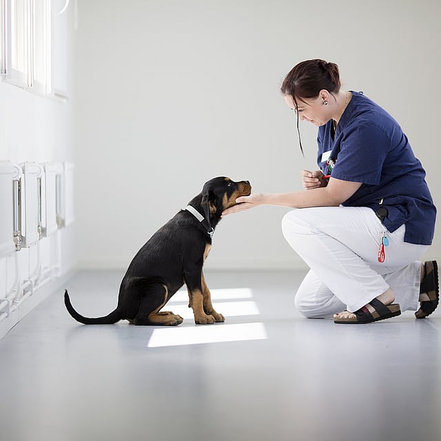 Dierenarts knielt voor hond en houdt zijn snuitje vast