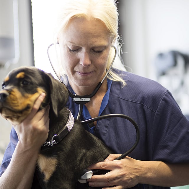 Een persoon die een stethoscoop draagt die een hond vasthoudt.