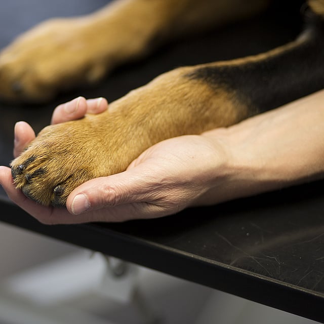 Een persoon die de poot van een hond vasthoudt.