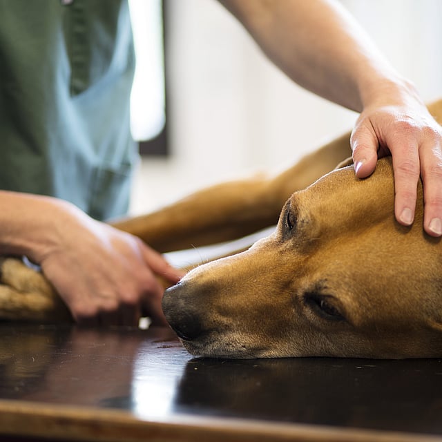 Een persoon die het hoofd van een hond aanraakt.