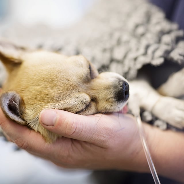 Een persoon die een hond vasthoudt.