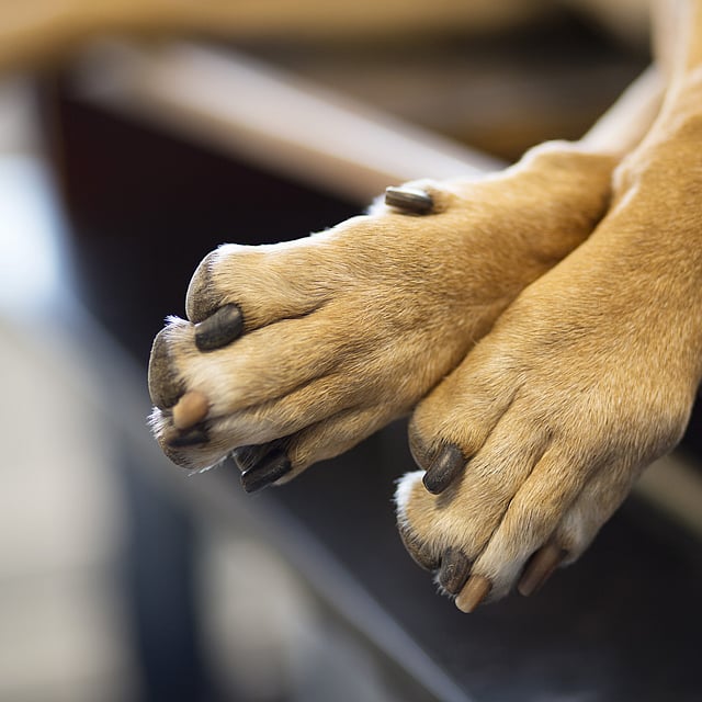 Close-up van de poten van een hond.