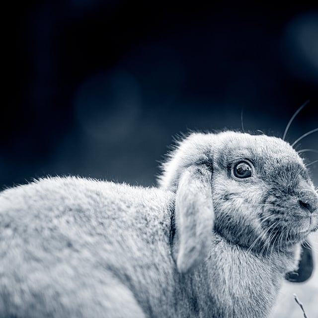 Een close-up van een konijn.