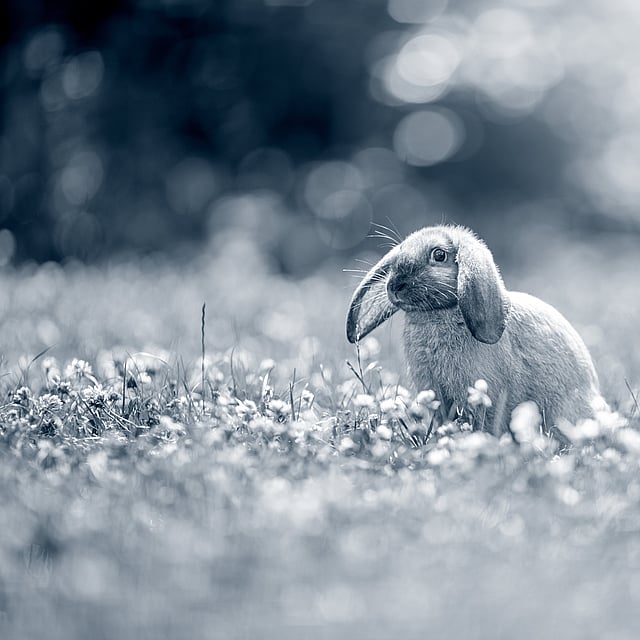 Een konijn dat zich in een veld van bloemen bevindt.