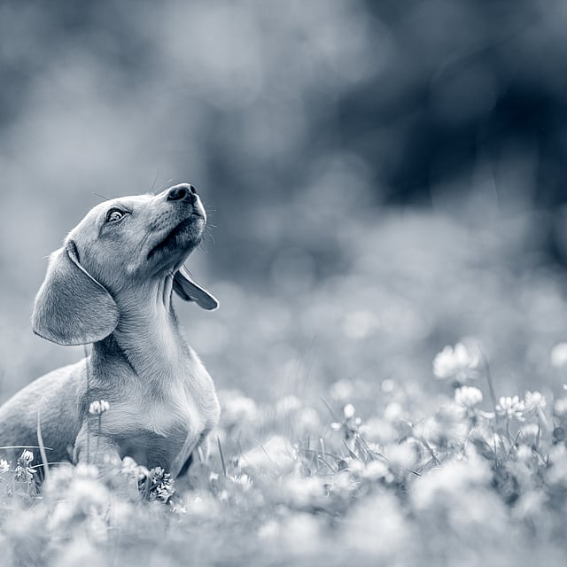 Een hond die in een veld van bloemen zit.