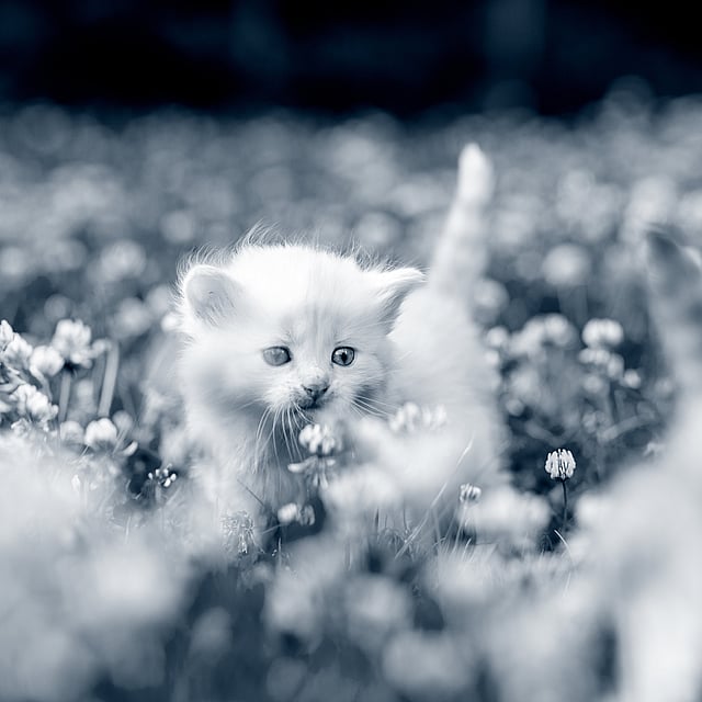 Een katje in een veld van bloemen.