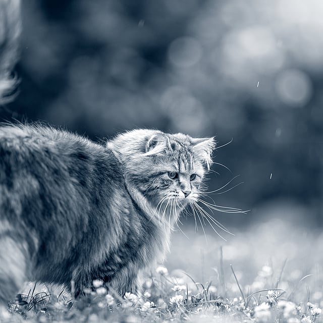 Een kat die zich in het gras bevindt.