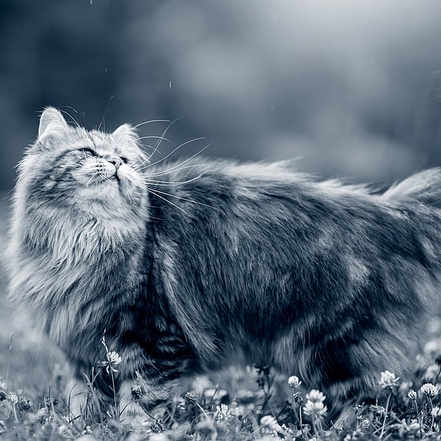 Een kat die zich in een veld met bloemen bevindt.