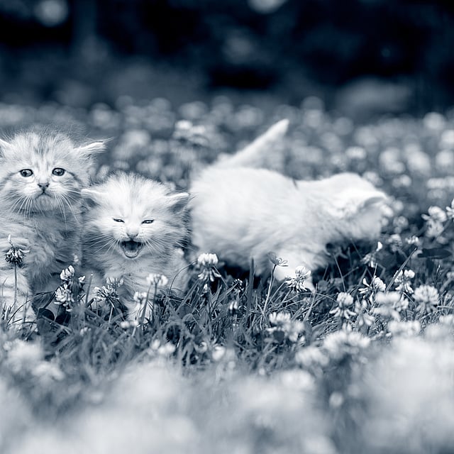 Een groep kittens in een veld van bloemen.