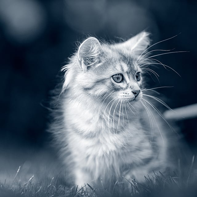 Een kat die in het gras zit.