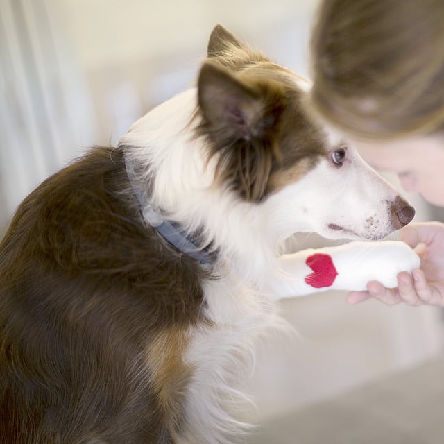 Een hond met een hart op zijn poot.