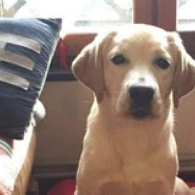 Een hond zittend op een rood oppervlak.
