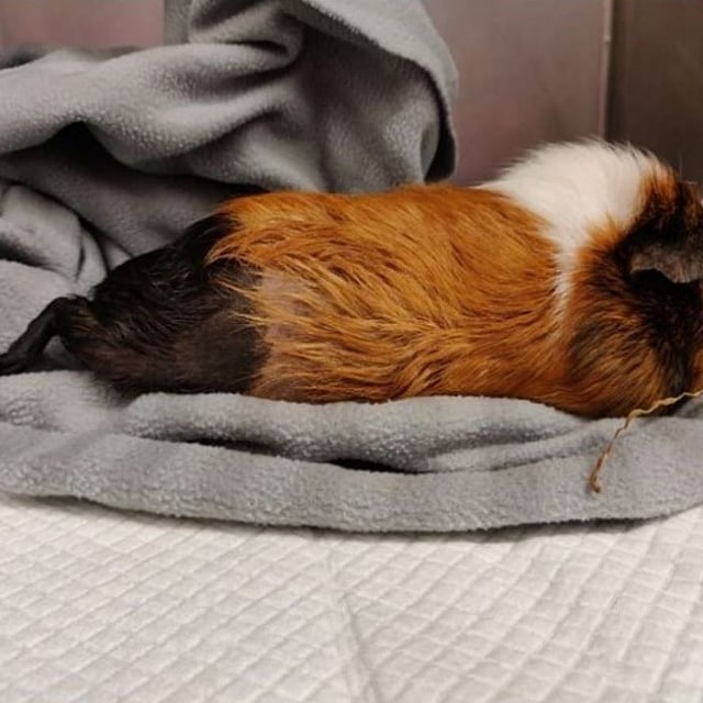 Een cavia die op een deken ligt.