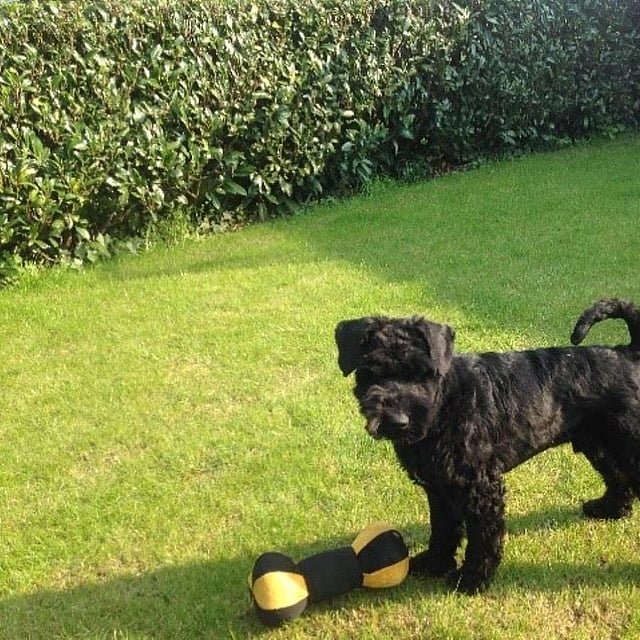 Een zwarte hond die zich op gras met een stuk speelgoed bevindt.