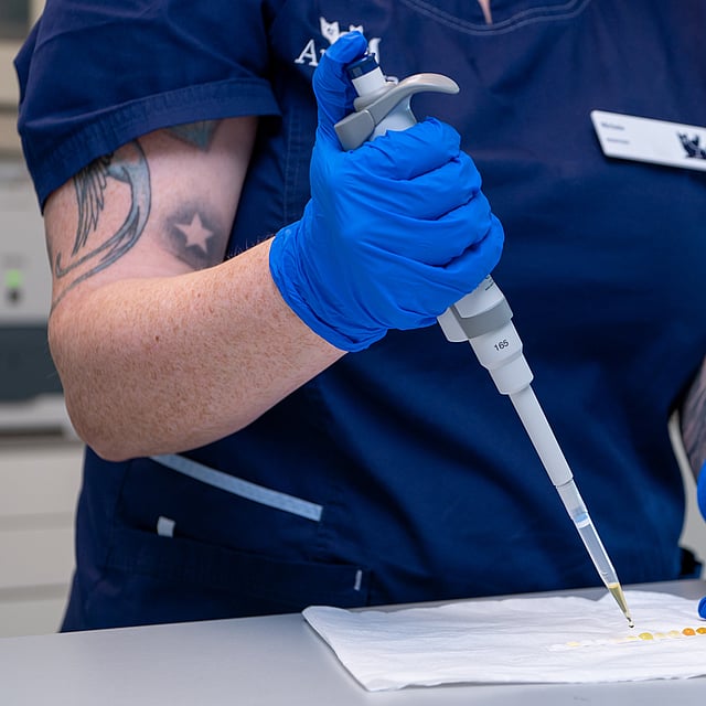 Een persoon in blauwe handschoenen die een pipet vasthoudt.