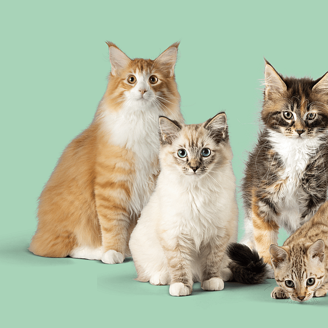 Een groep katten die bij elkaar zitten.