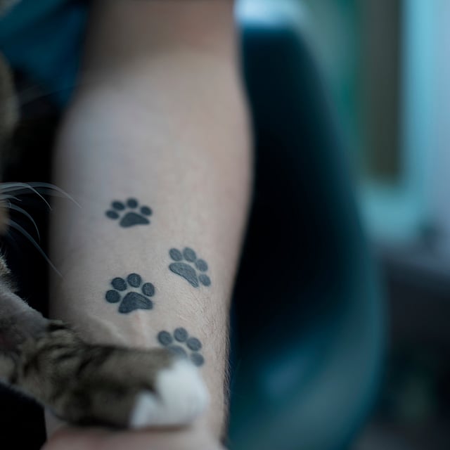 Een kat met pootafdrukken op de arm van een persoon.