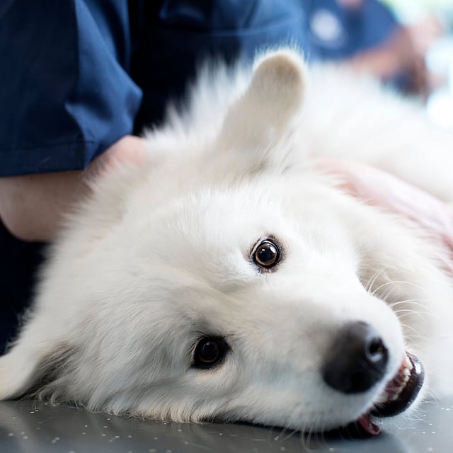 Hond ligt op zijn zij op de onderzoekstafel
