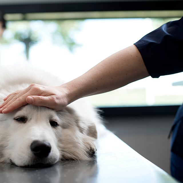 Hond ligt op de onderzoekstafel bij de dierenarts