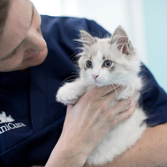 Dierenarts houdt kitten vast