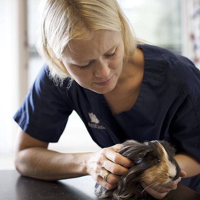 Dierenarts houdt cavia vast