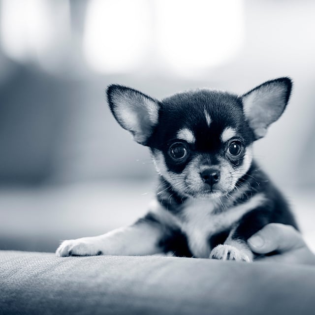 Een kleine hond op schoot.