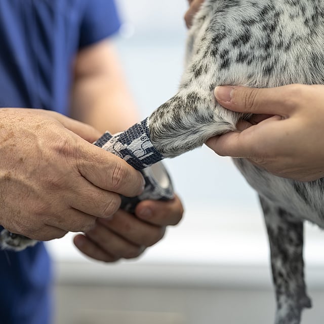 bandage on paw