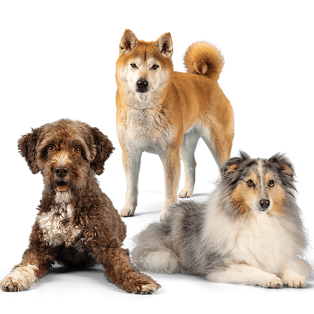 Een groep honden die voor een foto poseren.