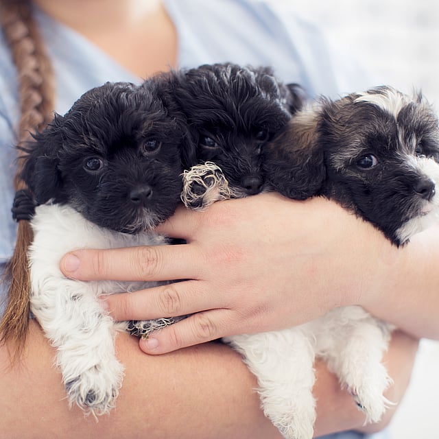 Dierenarts houdt drie puppy's vast