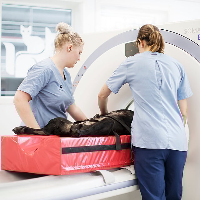 Hond in MRI