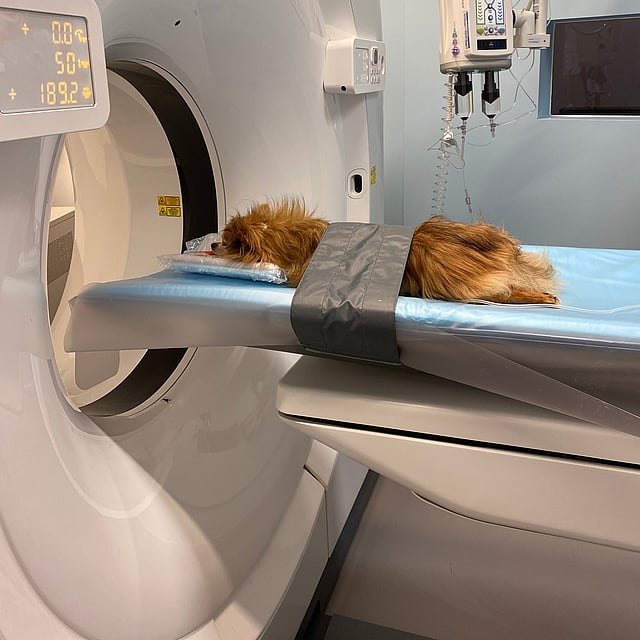 Een hond die op een medisch bed ligt.