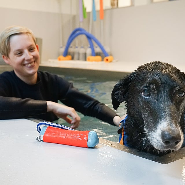 Een hond in een zwembad met een persoon.