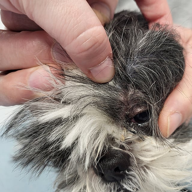 Hond Indy met tumor op de schedel