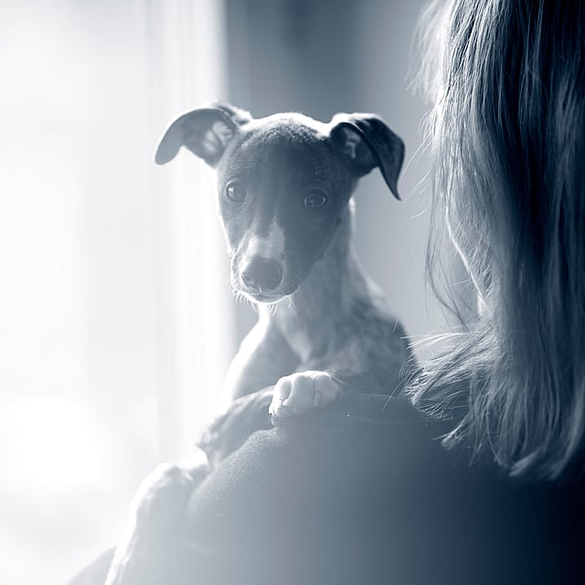 Een hond op de schouder van een persoon.