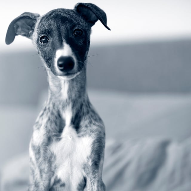Een hond zittend op een bed.