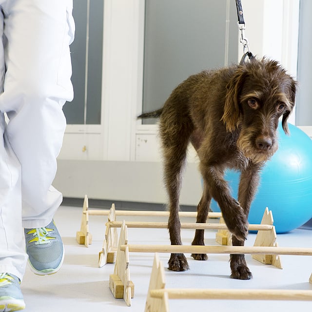 Hond doet revalidatieoefening