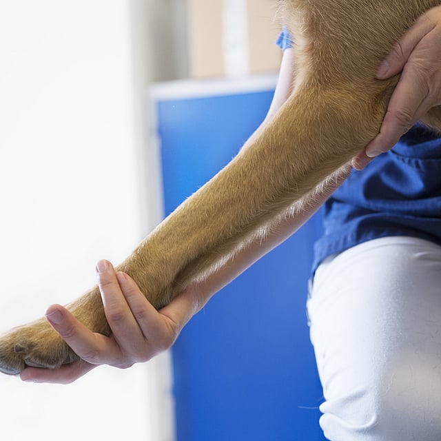 Une personne tenant la patte d’un chien.