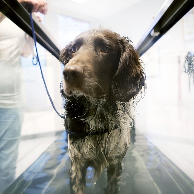 Hond op een waterloopband