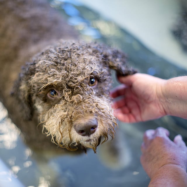 Hond in water