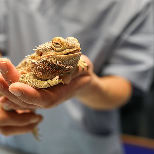 Une personne tenant un lézard.