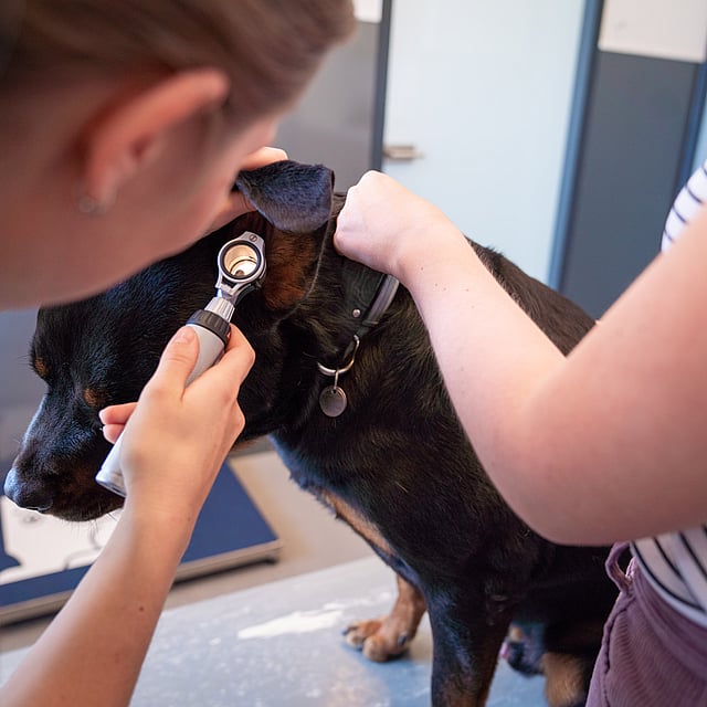 Een persoon die een hulpmiddel gebruikt om het oor van een hond te controleren.