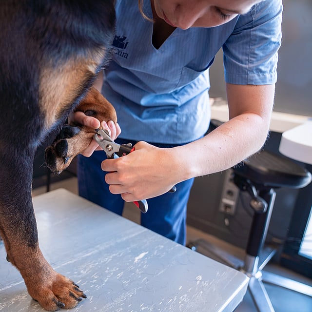 Een persoon die de nagels van een hond knipt.