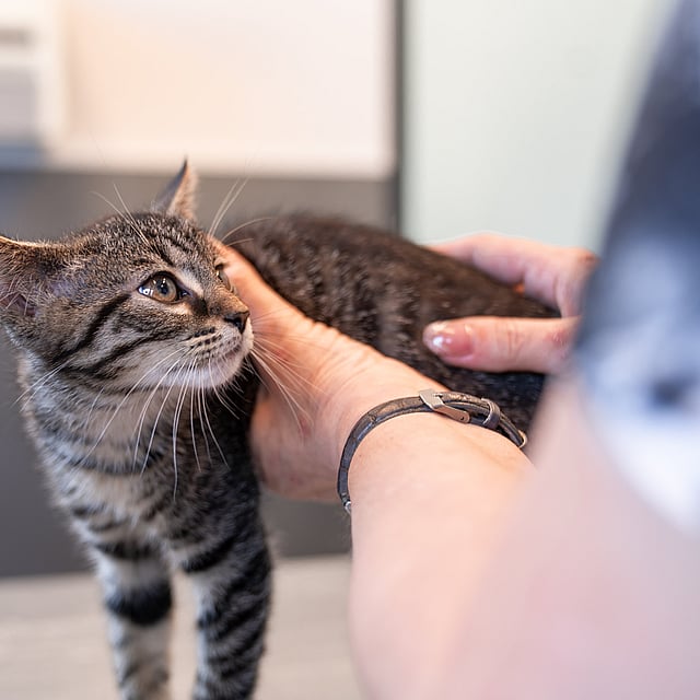 Een persoon die een kat aait.