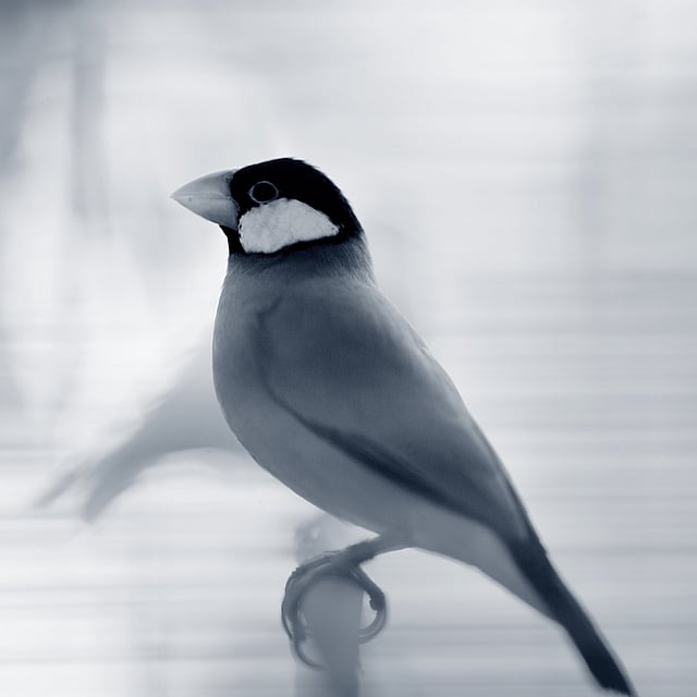 Een vogel die op een baars wordt neergestreken.