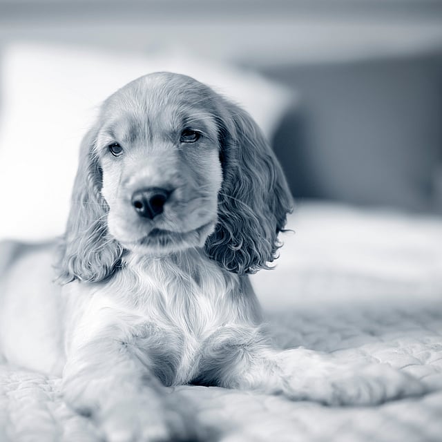 Puppy ligt in de zetel
