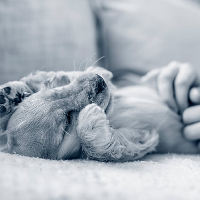 Een hond die op een bank ligt.