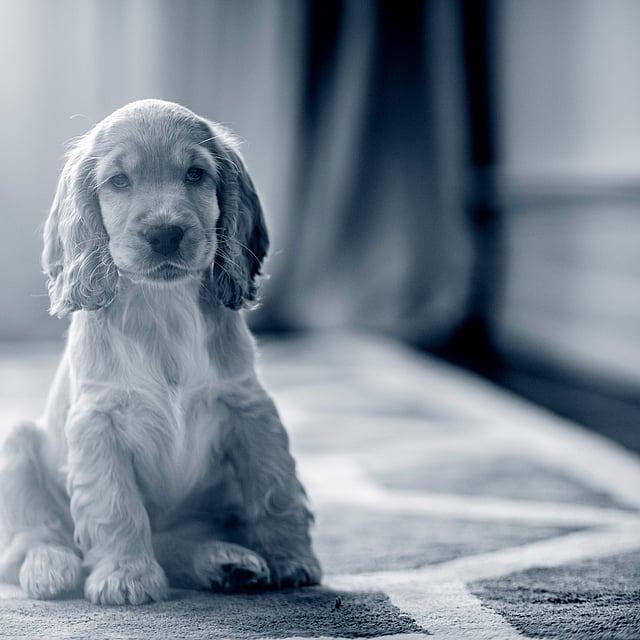 Een puppy zittend op een tapijt.